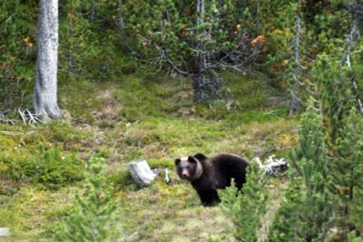 orso