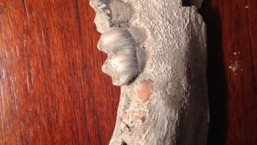 reliquia di san Cristoforo